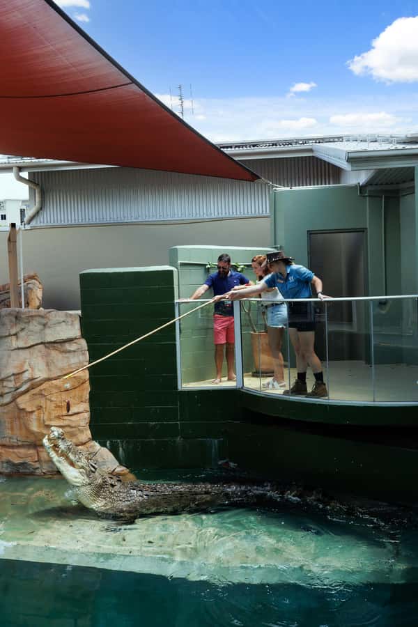 Darwin: VIP Crocosaurus Cove Experience - One-on-one time with a baby crocodile