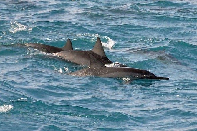 Deluxe Snorkel & Dolphin Watch Aboard a Luxury Catamaran from Kailua-Kona - Slides, high jumps, and plenty of ways to stay dry
