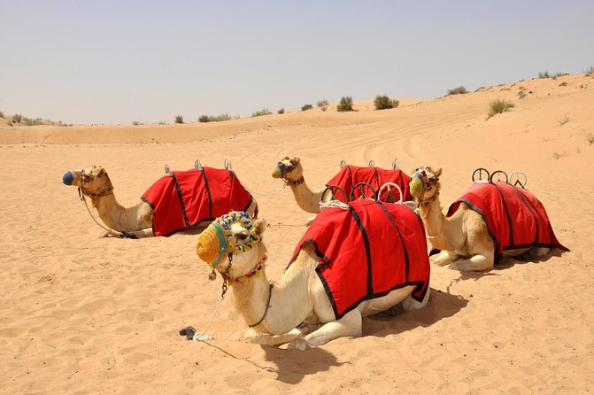 Desert Safari Dubai (VIP Package ) - Key points to know before booking