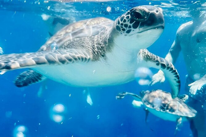 DREAM - Luxury Yacht - HUGE SLIDE - BBQ meal - 1 free drink - Green Bay and the Search for Turtles