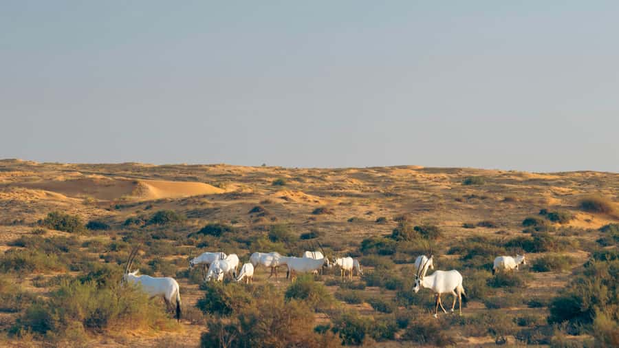 Dubai: Luxury Safari with Michelin-Curated 5-Course Dinner - Key points at a glance