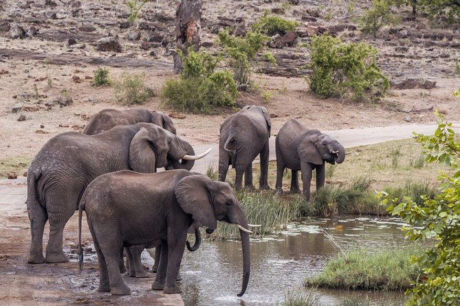 Durban: Big 5 Safari - Open Safari Vehicle at Exclusive Reserve - Key points before you book