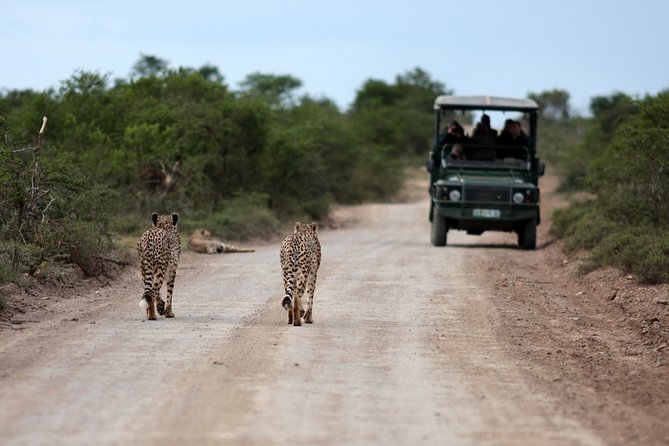 Durban: Big 5 Safari - Open Safari Vehicle at Exclusive Reserve - Why departure time matters so much