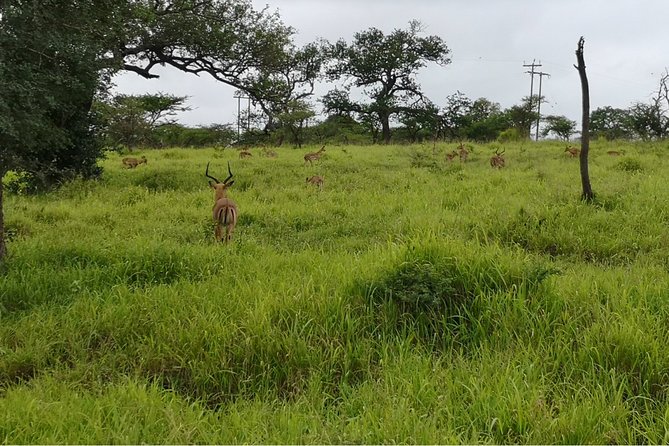 Durban: Big 5 Safari - Open Safari Vehicle at Exclusive Reserve - The small-group setup and included gear