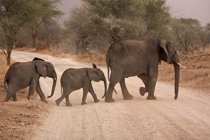 Durban: Big 5 Safari - Open Safari Vehicle at Exclusive Reserve - Six to eight hours in an open safari vehicle