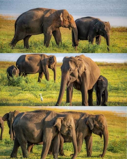 Elephant Kingdom Safari – Minneriya National Park - Why Minneriya is famous for elephants