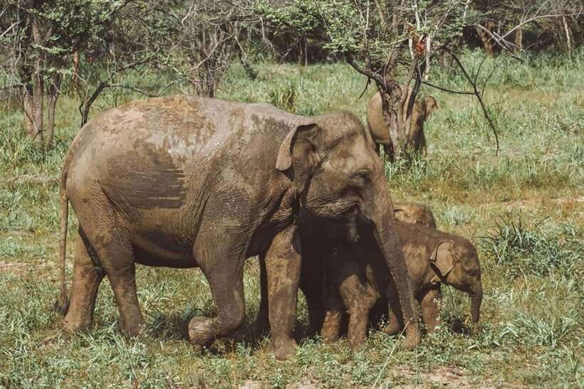 Elephant Kingdom Safari – Minneriya National Park - What the 4x4 safari ride is like