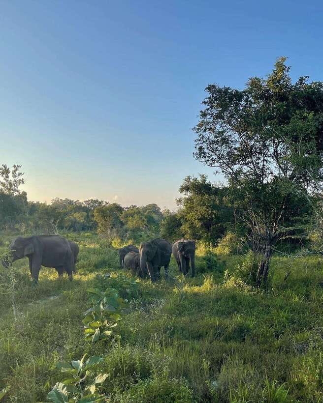 Elephant Kingdom Safari – Minneriya National Park - Other wildlife around Minneriya Tank