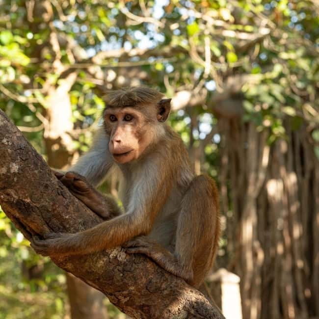 Elephant Kingdom Safari – Minneriya National Park - Is $22 good value?