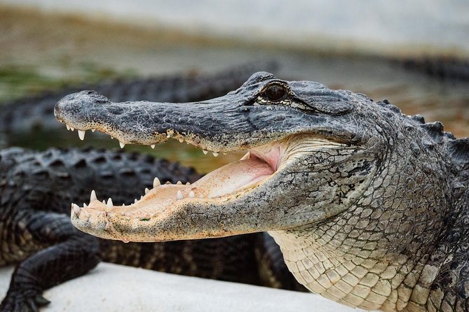 Everglades VIP Airboat Tour with Transportation Included - The guides can shape the whole outing