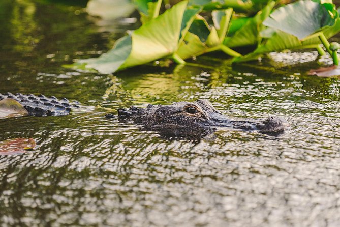 Everglades VIP Airboat Tour with Transportation Included - How the $65 price holds up