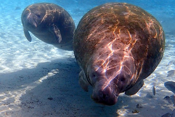 Exclusive Small Group VIP Heated Manatee Snorkel Tour - Why Crystal River is special for manatee watching