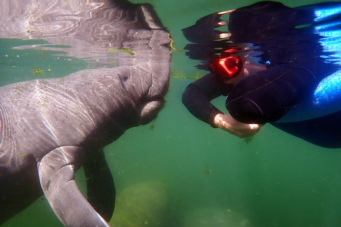 Exclusive Small Group VIP Heated Manatee Snorkel Tour - Why the six-person VIP format is worth considering