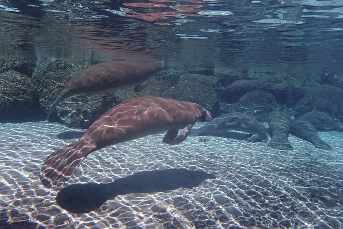 Exclusive Small Group VIP Heated Manatee Snorkel Tour - Timing, weather, and realistic expectations