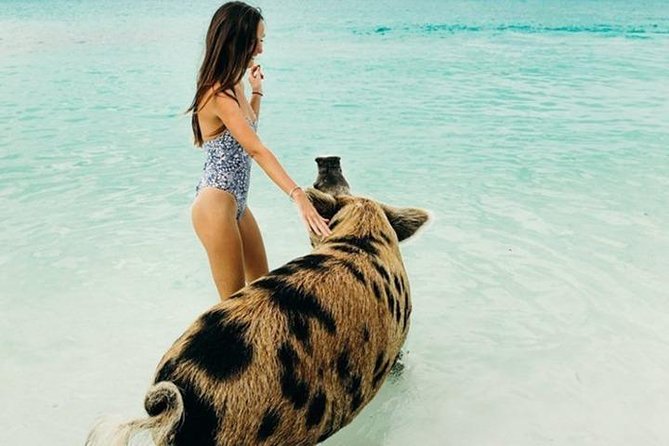 Exuma Elite Escape: Luxury Fly-In Pig Beach Adventure - 7 Stops - Pig Beach: famous, fun, and not a quiet beach stop