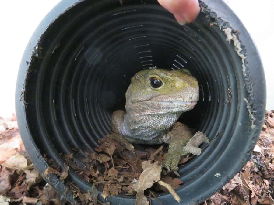 Franz Josef: Kiwi VIP Backstage Pass Tour -Booking Essential - The Tuatara Encounter and its ancient residents