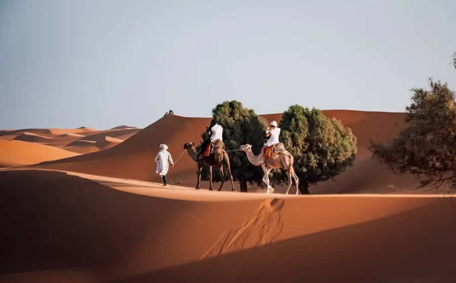 From Fes: 3-Day Luxury Desert Tour to Marrakech via Merzouga - Day 1: Ifrane, cedar forest, and the long road to Merzouga