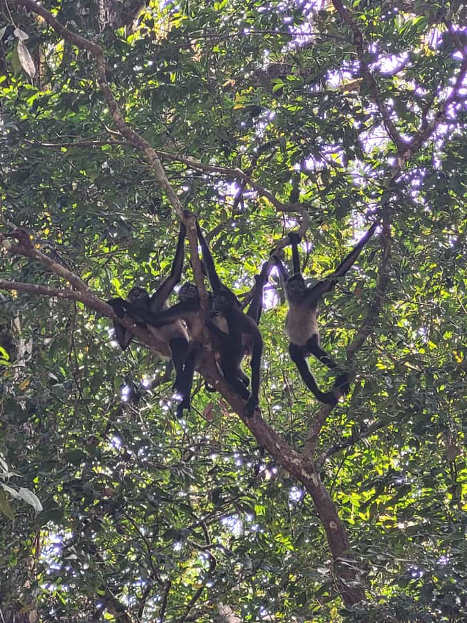 From Flores: Tikal VIP Exclusive cultural Tour All inclusive - Wildlife, plants, and the forest setting