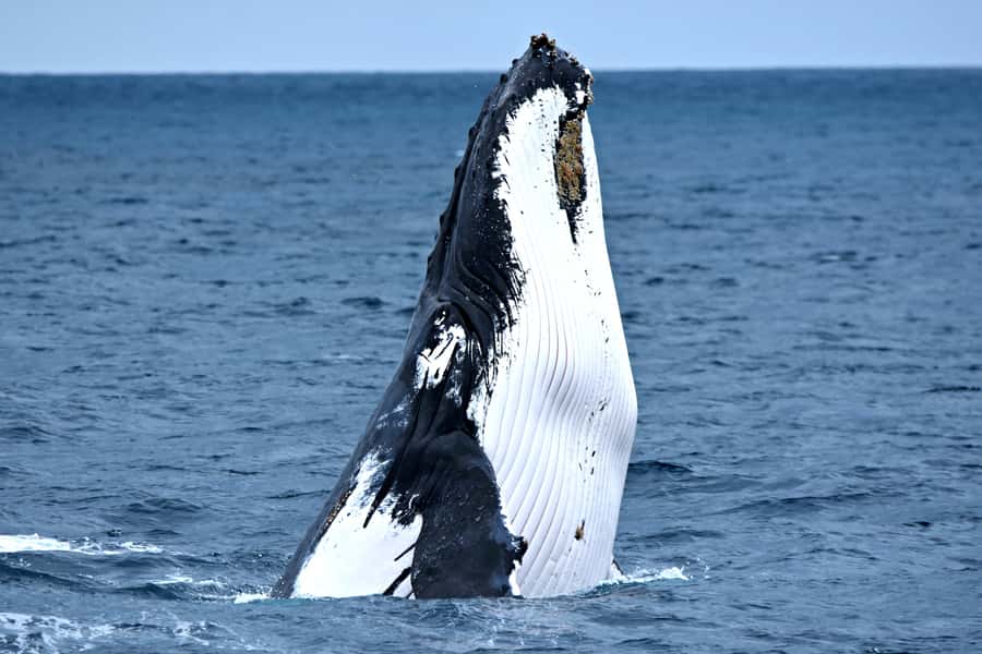 From Fremantle: 2-Hour Luxury Whale-Watching Cruise - Setting out from Fremantle Fishing Boat Harbour