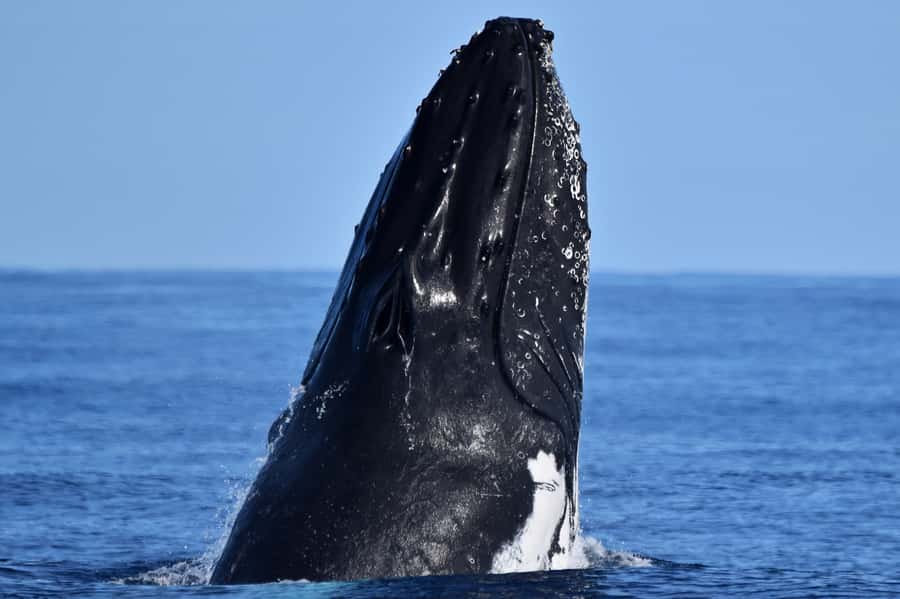 From Fremantle: 2-Hour Luxury Whale-Watching Cruise - Watching humpbacks in Perth’s sheltered waters