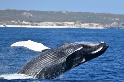 From Fremantle: 2-Hour Luxury Whale-Watching Cruise