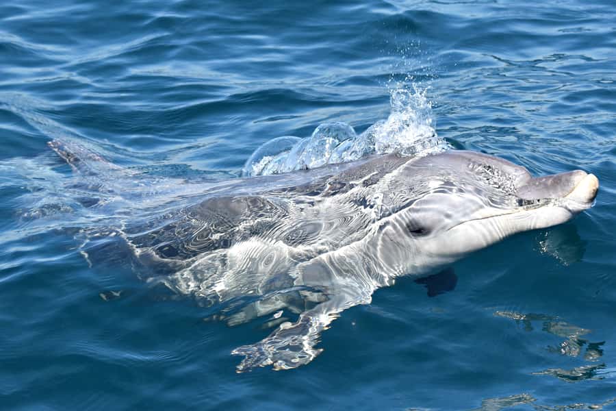 From Fremantle: 2-Hour Luxury Whale-Watching Cruise - Comfort, weather, and seasickness