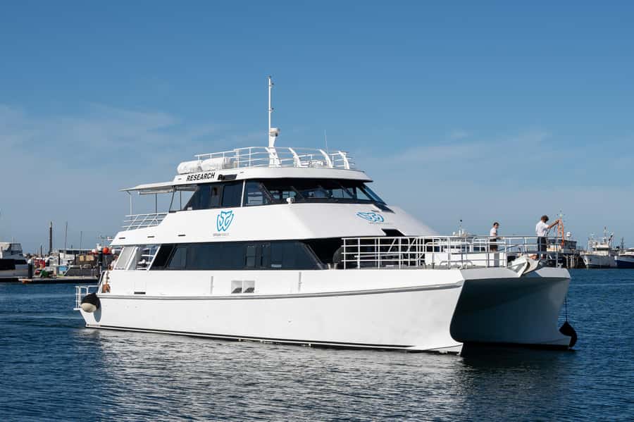 From Fremantle: 2-Hour Luxury Whale-Watching Cruise - Best time to see mothers and calves