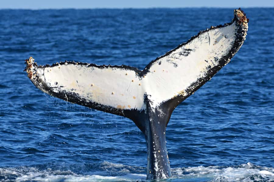 From Fremantle: 2-Hour Luxury Whale-Watching Cruise - Who will enjoy this cruise most