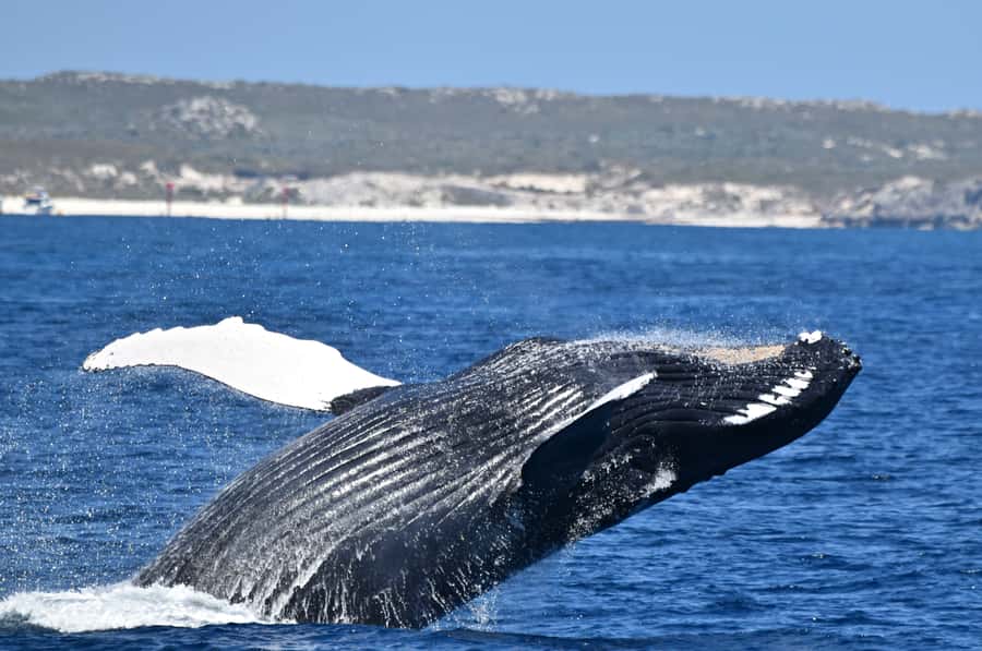 From Fremantle: 2-Hour Luxury Whale-Watching Cruise - Steep Point gives you room to watch