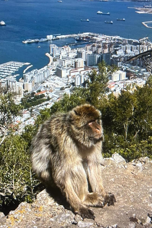 From Marbella/Estepona: VIP Gibraltar Tour Monkeys + Nature Reserve + Shopping - A private day trip from the Costa del Sol