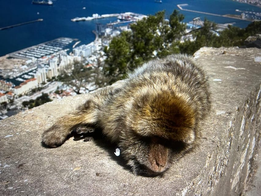 From Marbella/Estepona: VIP Gibraltar Tour Monkeys + Nature Reserve + Shopping - Shopping in central Gibraltar