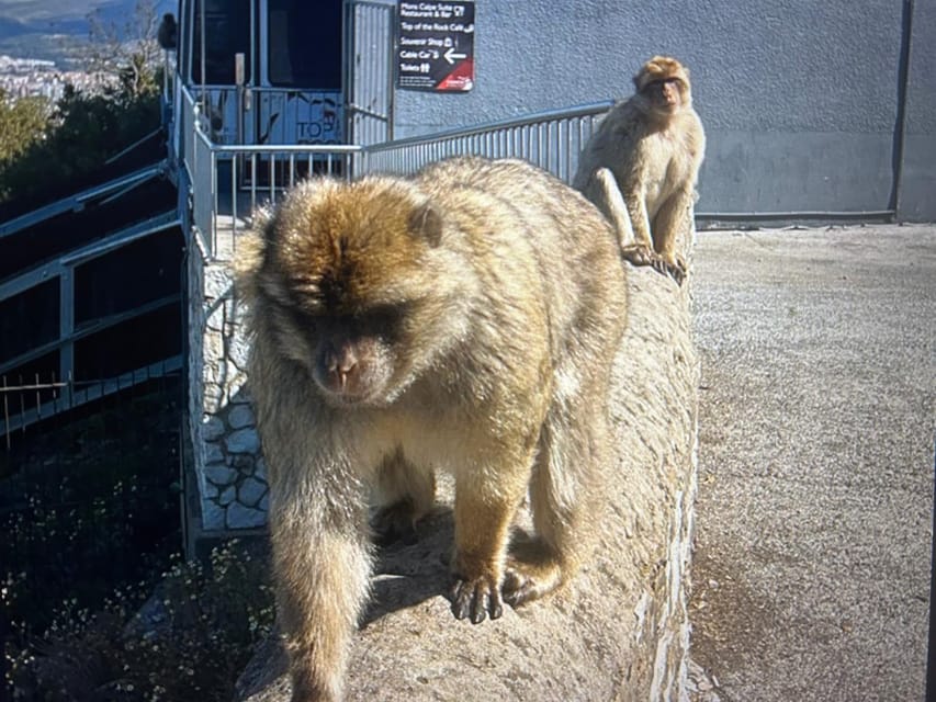From Marbella/Estepona: VIP Gibraltar Tour Monkeys + Nature Reserve + Shopping - Who should book this Gibraltar outing?