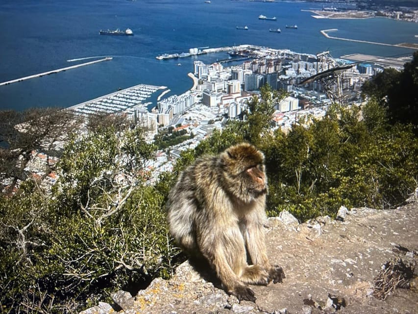 From Marbella/Estepona: VIP Gibraltar Tour Monkeys + Nature Reserve + Shopping - Booking details worth checking first