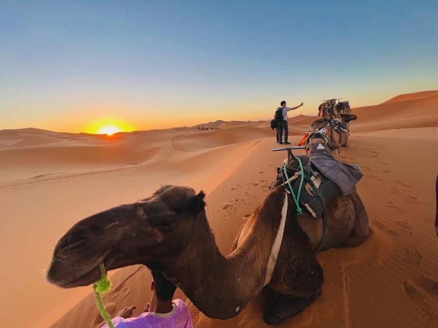 From Marrakech: 3-Day Luxury Desert Tour to Fes via Merzouga - Who Should Book This Route?