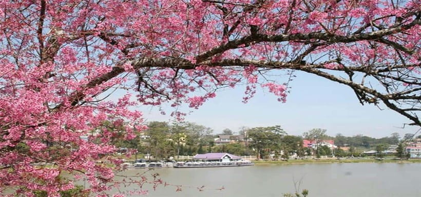 From Nha Trang: Best Seller Top Site Luxury Da Lat City Trip - Datanla Falls and the optional ride