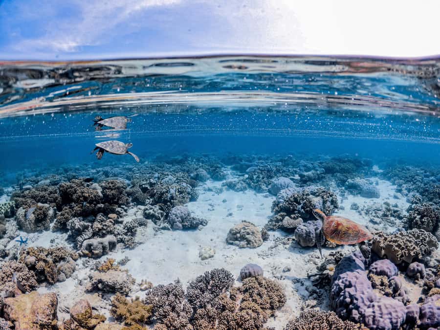 From Port Douglas: Outer Reef Cruise by Luxury Catamaran - Weather, fitness, and who should book
