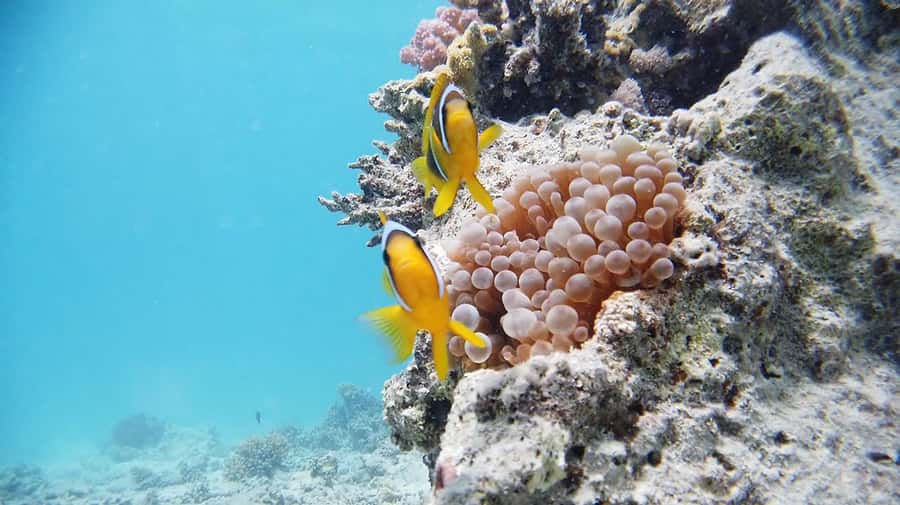 From Sharm: Luxury Diving cruise to Ras Mohammed with Lunch - Sailing toward Ras Mohammed