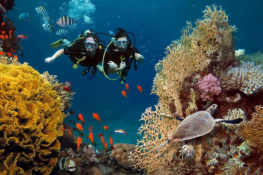 From Sharm: Luxury Diving cruise to Ras Mohammed with Lunch - The second stop and onboard lunch