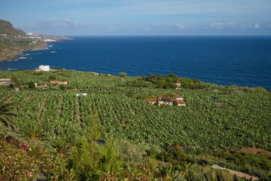 From South Tenerife: VIP Grand Tour Tenerife island - Transport, guide quality, and comfort