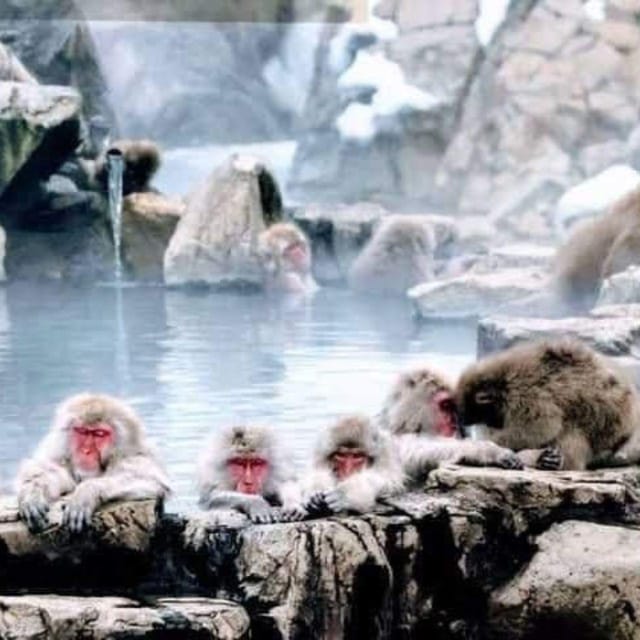 From Tokyo/Nagano: Luxury Snow Monkey Private Full-Day Tour - The snow monkeys are the day’s big event
