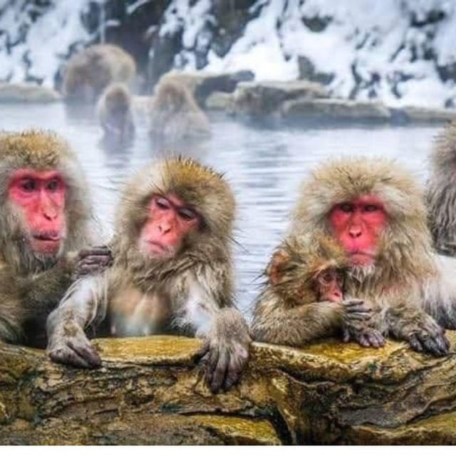 From Tokyo/Nagano: Luxury Snow Monkey Private Full-Day Tour - Yudanaka and Obuse offer useful alternatives