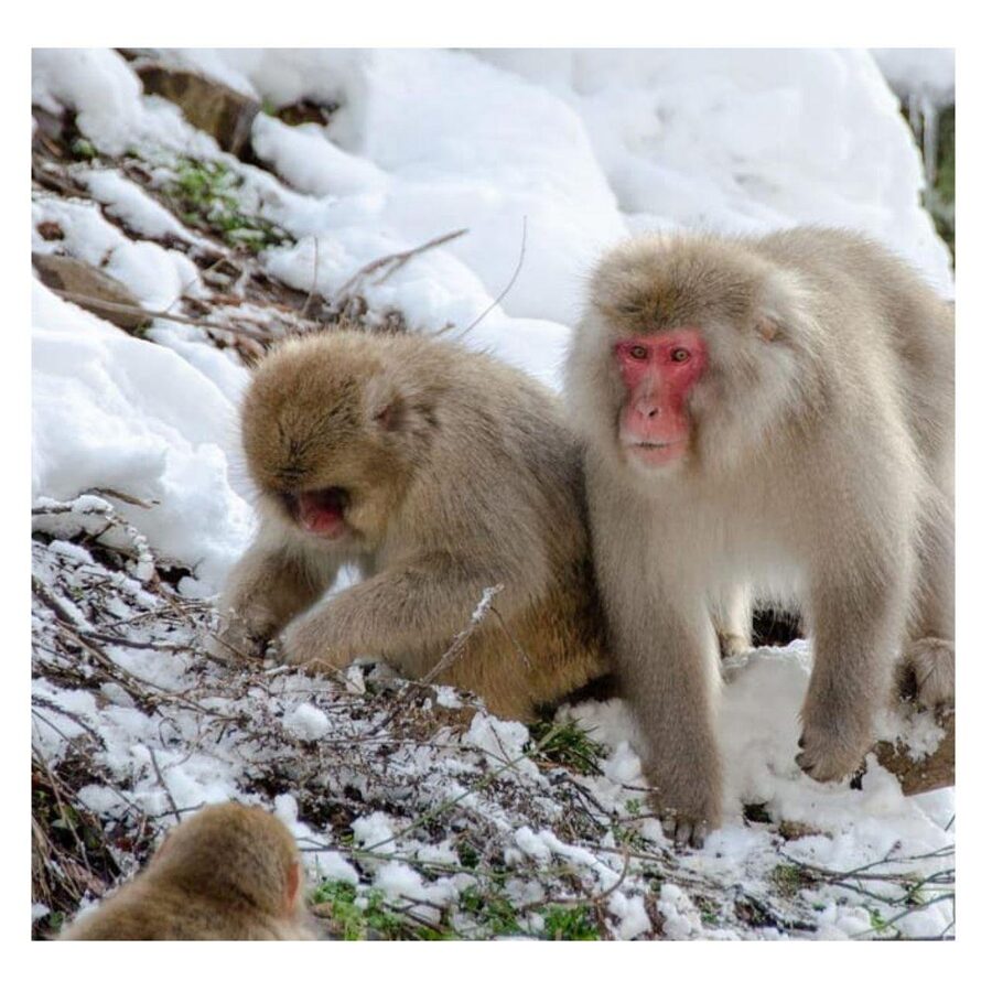 From Tokyo/Nagano: Luxury Snow Monkey Private Full-Day Tour - Matsushiro and Lake Nojiri change the mood