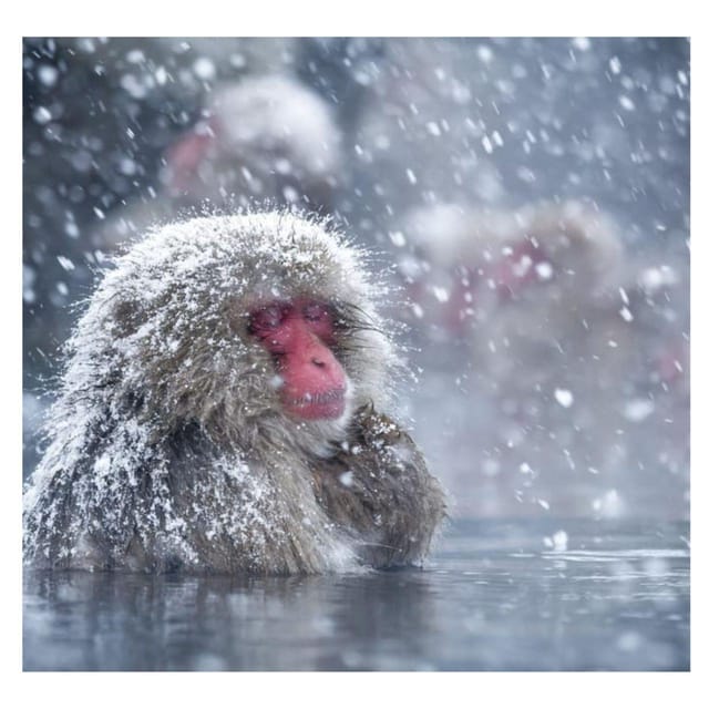 From Tokyo/Nagano: Luxury Snow Monkey Private Full-Day Tour - Private transport is the real luxury