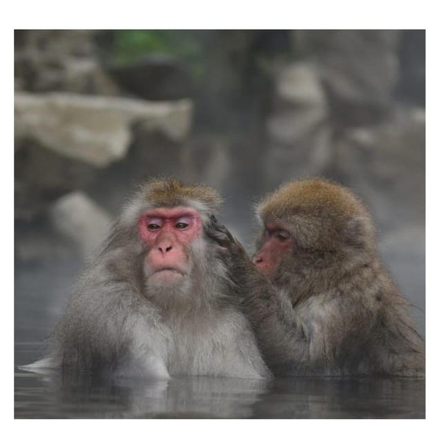 From Tokyo/Nagano: Luxury Snow Monkey Private Full-Day Tour - Who should book this Nagano day trip?
