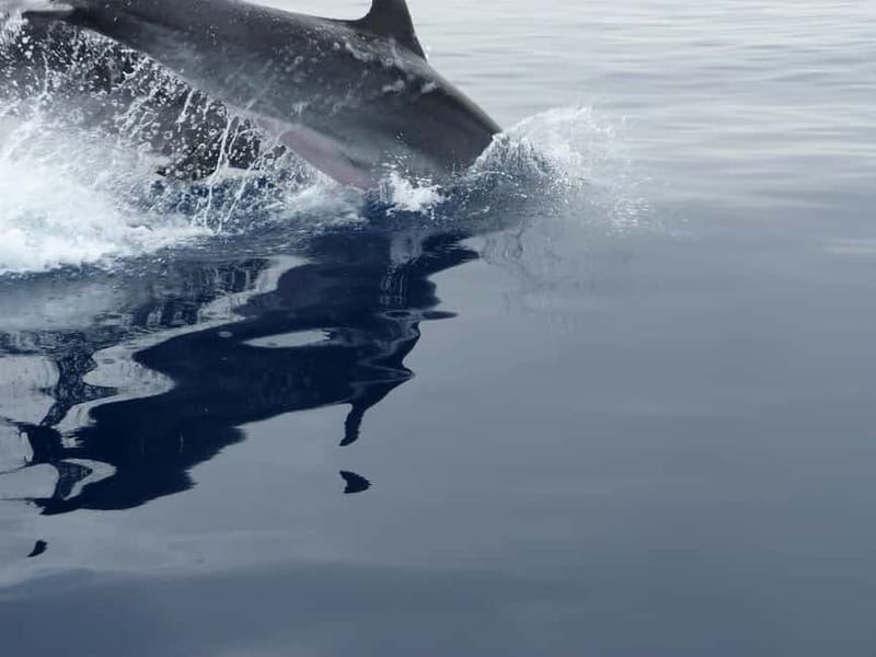 Fuengirola : 2 hours LUXURY Yacht Dolphin Trip DRINKS SNACKS - Two Hours Along the Costa del Sol Coast
