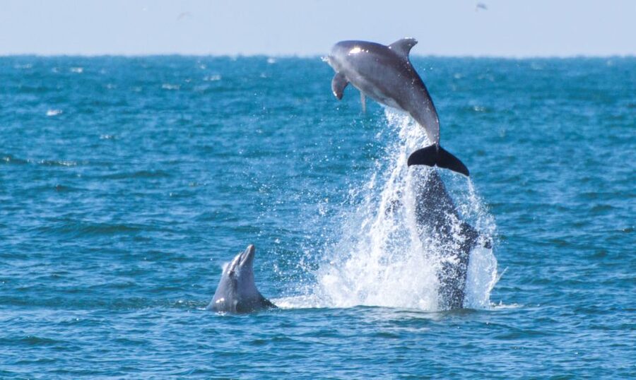 Fuengirola : 2 hours LUXURY Yacht Dolphin Trip DRINKS SNACKS - Swimming Stairs and What to Pack