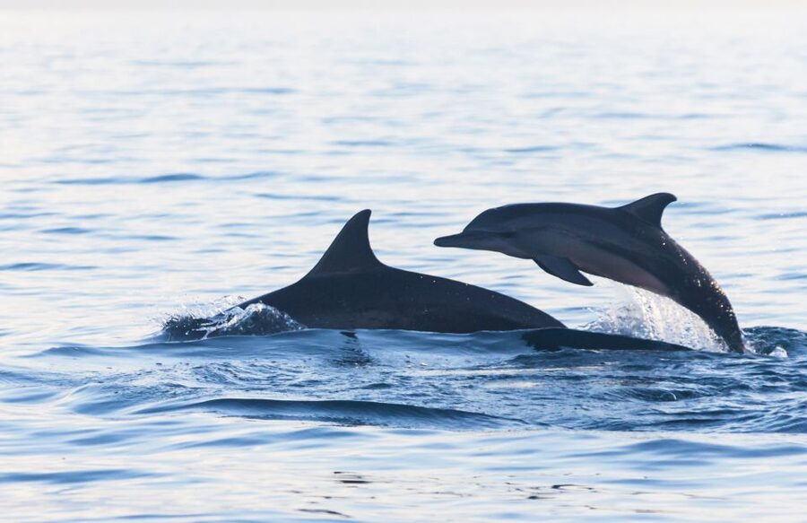 Fuengirola : 2 hours LUXURY Yacht Dolphin Trip DRINKS SNACKS - What the $47 Price Really Covers