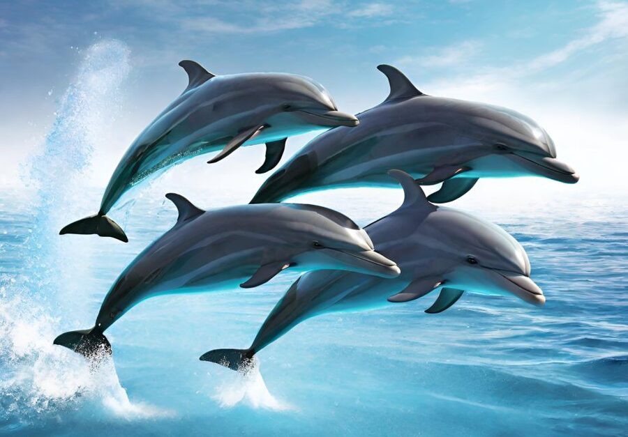Fuengirola : 2 hours LUXURY Yacht Dolphin Trip DRINKS SNACKS - Should You Book the Fuengirola Dolphin Yacht Trip?
