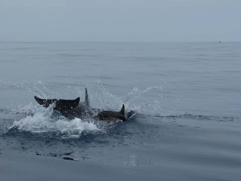 Fuengirola : 2 hours LUXURY Yacht Dolphin Trip DRINKS SNACKS - The Dolphin Search: Wonderful When Nature Cooperates