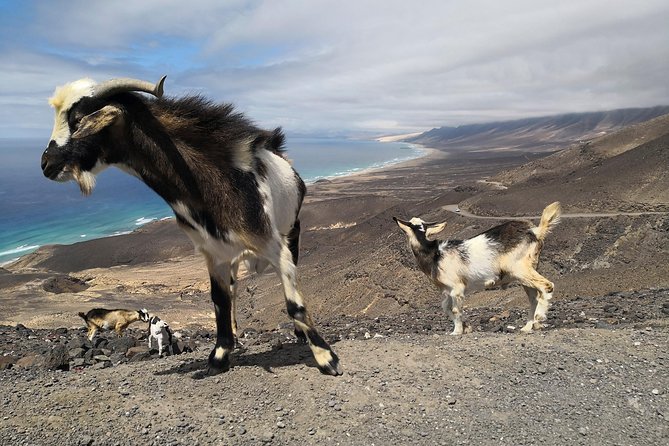 Fuerteventura: Cofete Beach and "Villa Winter" VIP Tour - What the $66.52 price really buys you